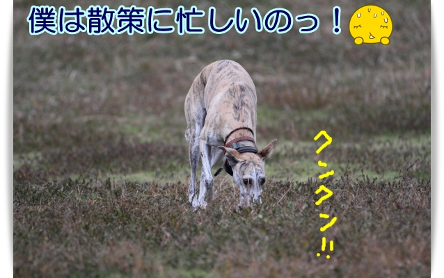 e0100007_2213494.jpg