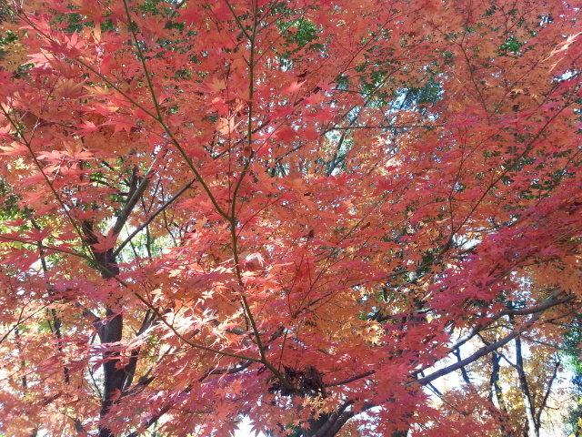 11/23　ウォーキング大会@立川・昭和記念公園_b0042308_23504453.jpg