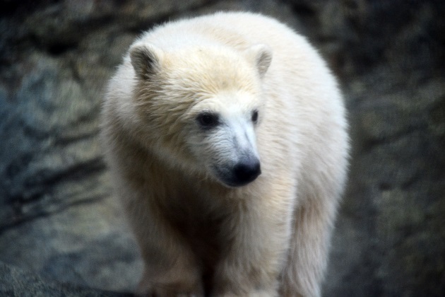 釧路市動物園のユキオが上野動物園へ、男鹿水族館のミルクが釧路市動物園へ ~ その後を予想する_a0151913_2111049.jpg