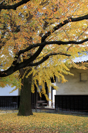 二条城 13紅葉だより49_e0048413_16284267.jpg