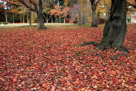 二条城　13紅葉だより49_e0048413_16285297.jpg