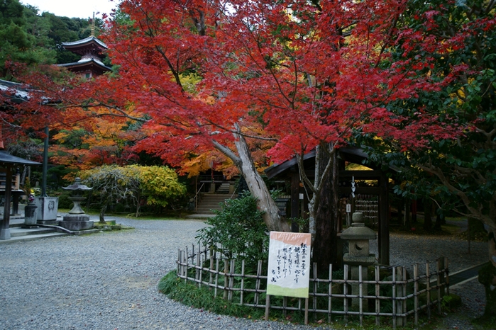 今熊野観音寺_e0177413_2149264.jpg