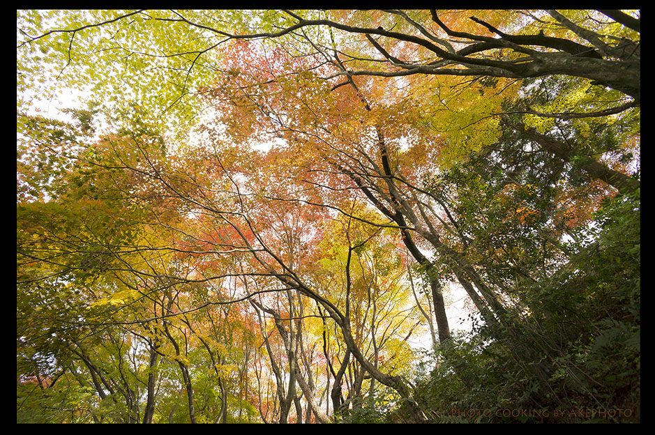 紅葉2　　～ 淡　秋 ～_e0127416_1519396.jpg