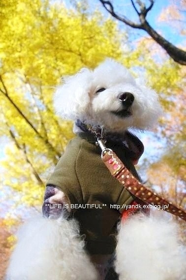 落ち葉のいたずら_d0083623_23364037.jpg