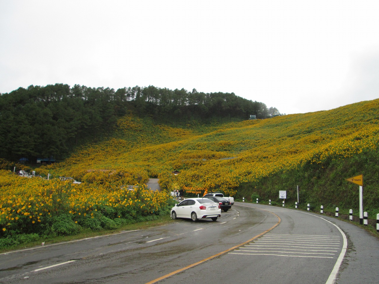 ひまわり満開の山と日本兵の遺跡を訪ねて（１/３）_d0159325_23395839.jpg