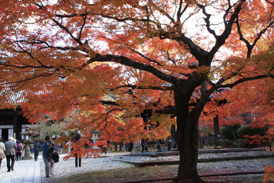 紅葉の京の旅  真如堂（その1）_e0321325_16412792.jpg