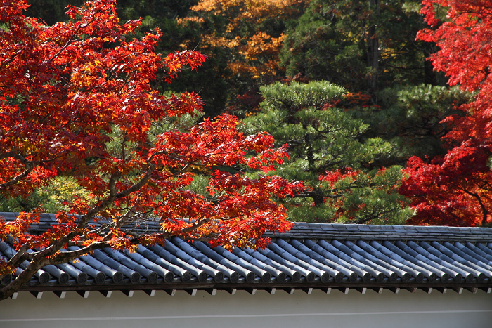 紅葉の南禅寺・哲学の路 －南禅寺・方丈－_b0169330_716351.jpg