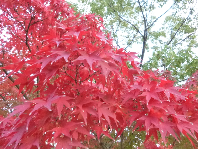 c0113733_143222.jpg