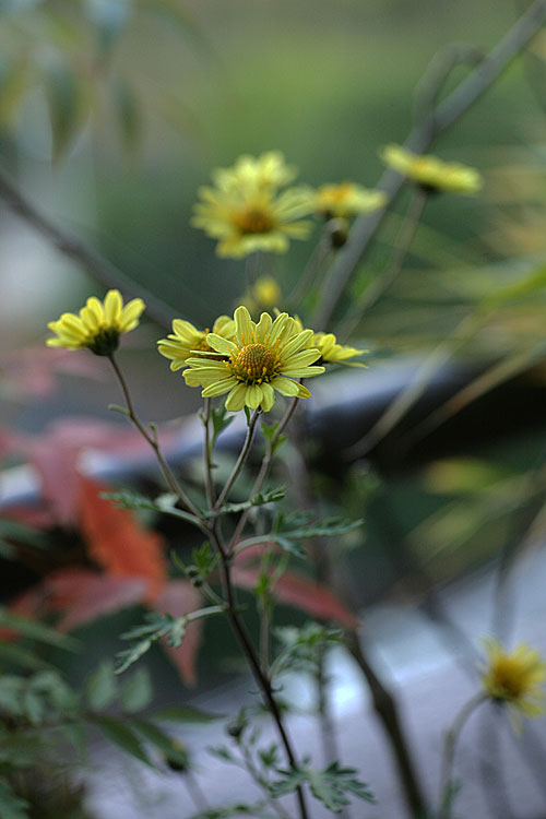 わが家の野菊_f0271343_154215.jpg