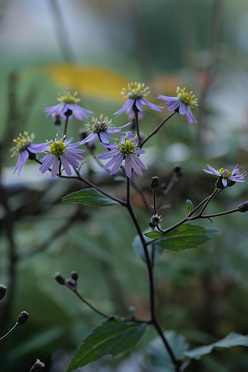 f0271343_1552865.jpg