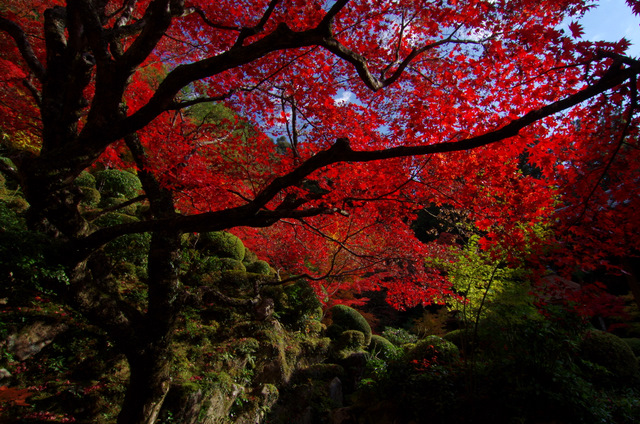 赤く彩る庭園　参道：金剛輪寺　滋賀_d0186245_14442248.jpg