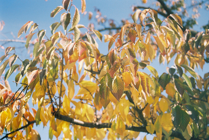 紅葉2013＠川崎_b0067346_23866.jpg