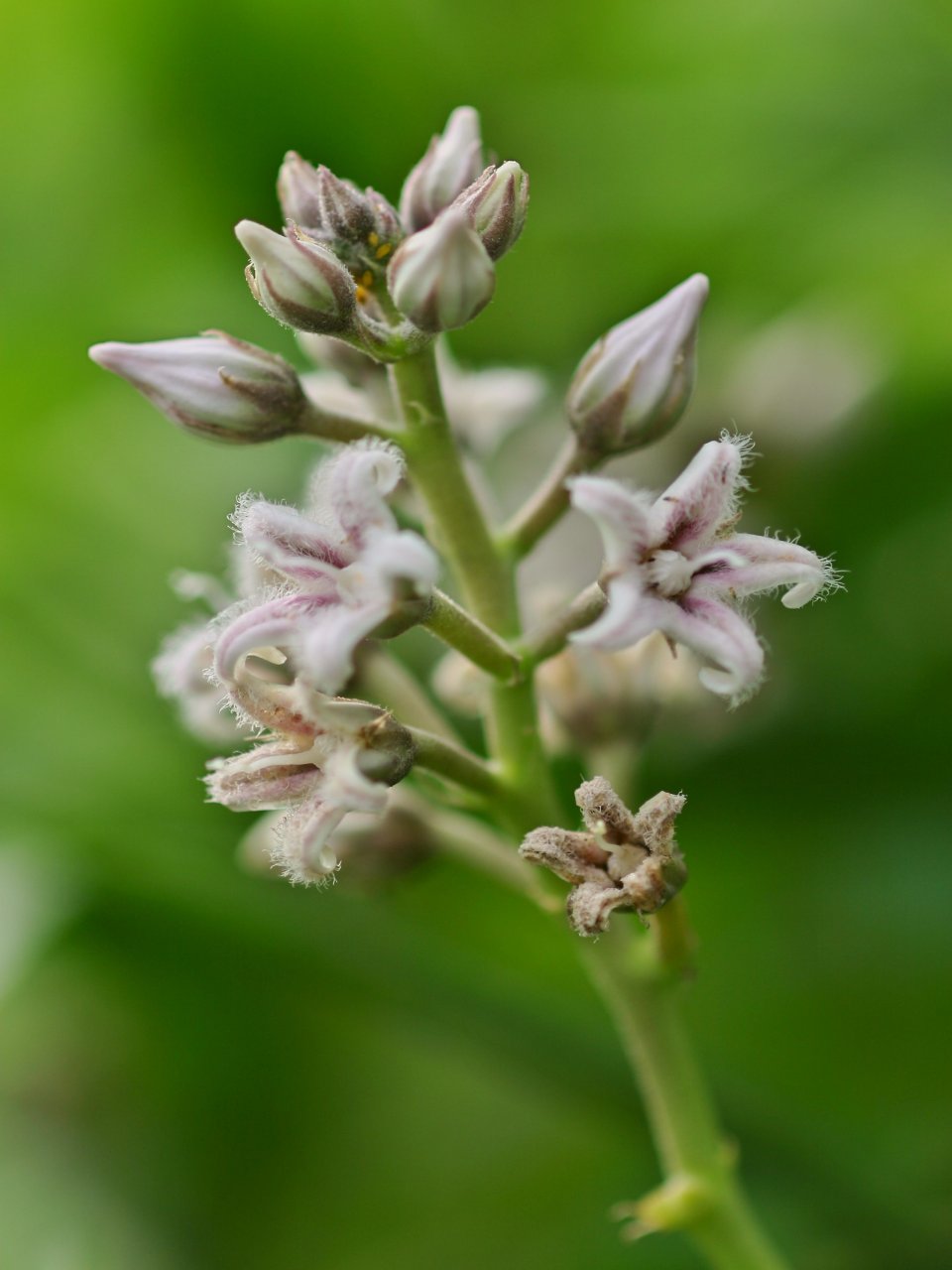 c0008948_8583787.jpg