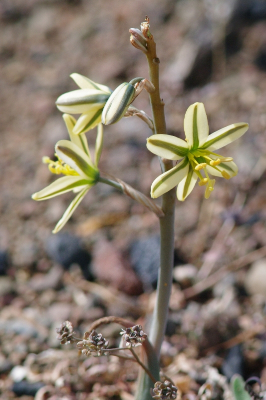 南アフリカの花04_b0144049_22202069.jpg