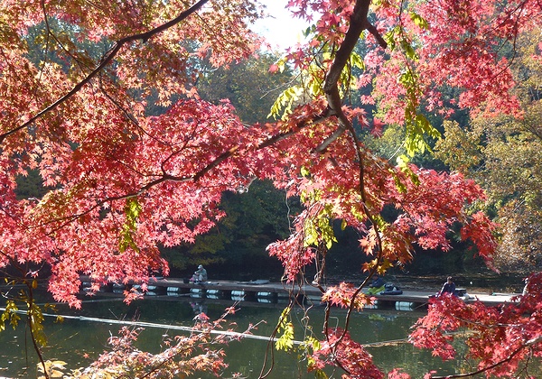 震生湖の紅葉がほぼ見ごろだよ_c0171849_16492073.jpg