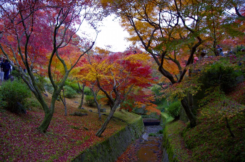 東福寺紅葉　２_c0238352_18391786.jpg