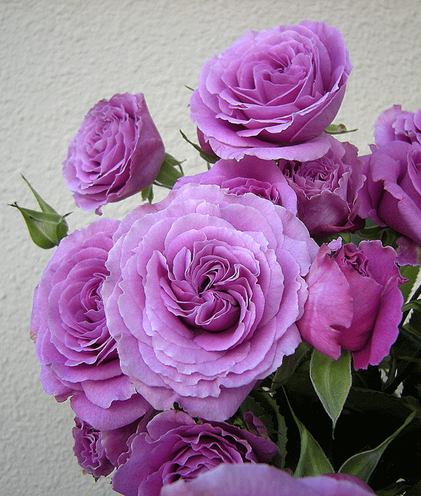 a0001354_22304516.gif