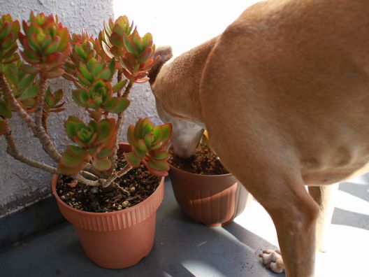 ルビりん、鉢植えの土食べ現行犯でど叱られる。_b0234654_20215532.jpg