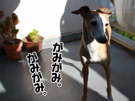 ルビりん、鉢植えの土食べ現行犯でど叱られる。_b0234654_20221968.jpg