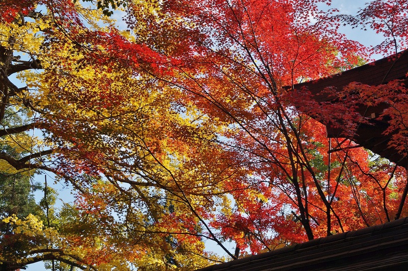 上御霊神社の紅葉_b0063958_20172264.jpg