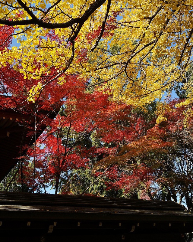 上御霊神社の紅葉_b0063958_20184311.jpg