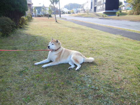 ’13,11,26(火)タマネギの苗を植えたよ~!_f0060461_12463156.jpg
