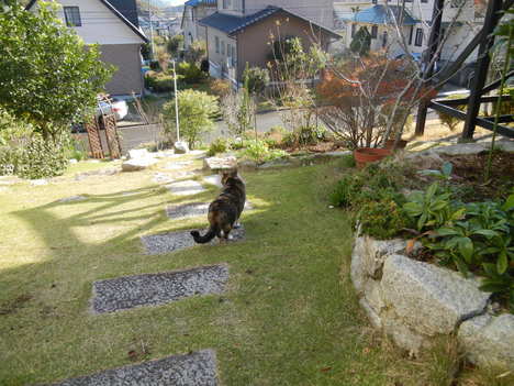 ’13,11,26(火)タマネギの苗を植えたよ~!_f0060461_12474672.jpg