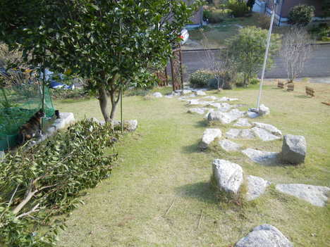 ’13,11,26(火)タマネギの苗を植えたよ~!_f0060461_12491288.jpg