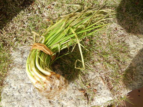 ’13,11,26(火)タマネギの苗を植えたよ~!_f0060461_12515480.jpg