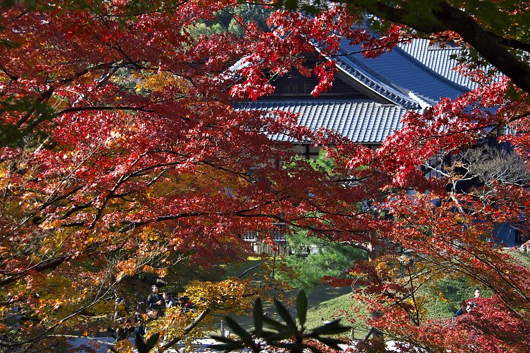 京都　高台寺（１１月２２日）_c0057265_2405353.jpg
