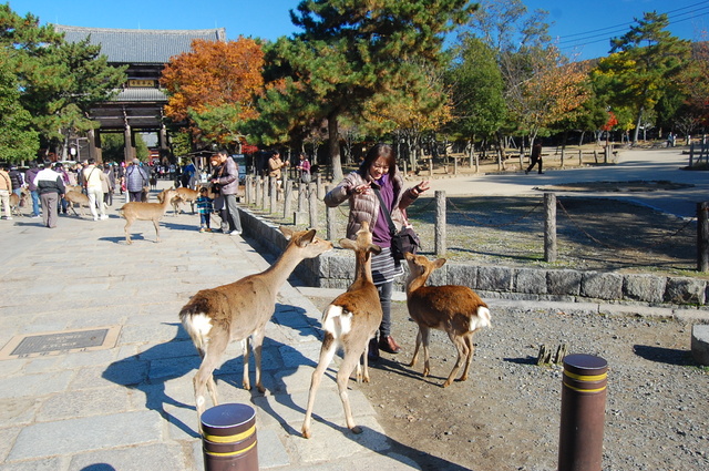奈良・京都への旅①・・・鹿と戯れる_d0172270_1102570.jpg