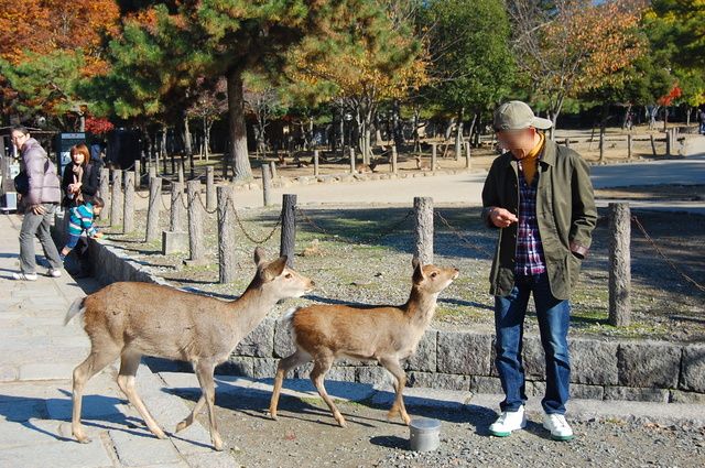 奈良・京都への旅①・・・鹿と戯れる_d0172270_116191.jpg