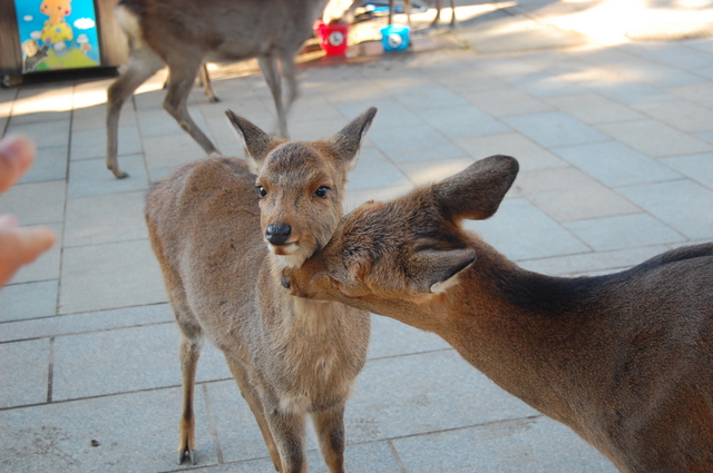 奈良・京都への旅①・・・鹿と戯れる_d0172270_1172345.jpg