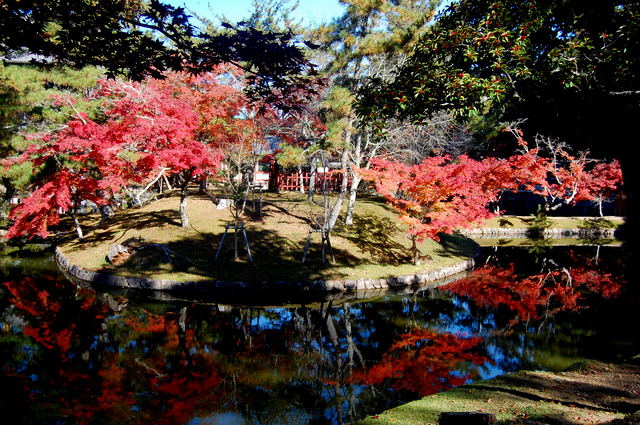 奈良・京都への旅①・・・鹿と戯れる_d0172270_135527.jpg