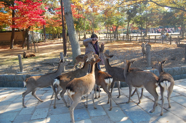 奈良・京都への旅①・・・鹿と戯れる_d0172270_1563985.jpg