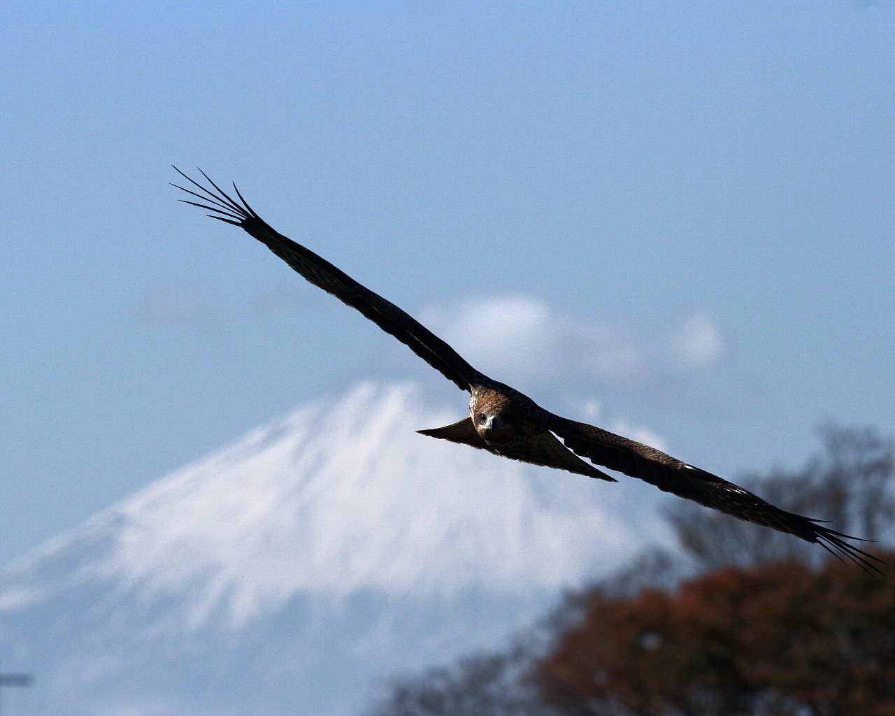 富士山を背景にトビ飛翔その２_f0105570_21283834.jpg