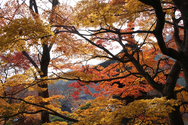 京都の紅葉2013      　　　 善峯寺　（わたしのお気に入り）_e0177271_1544726.jpg