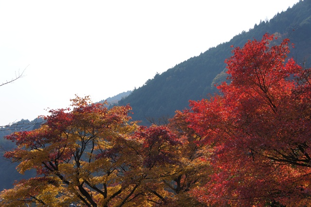 京都の紅葉2013      　　　 善峯寺　（わたしのお気に入り）_e0177271_16201414.jpg