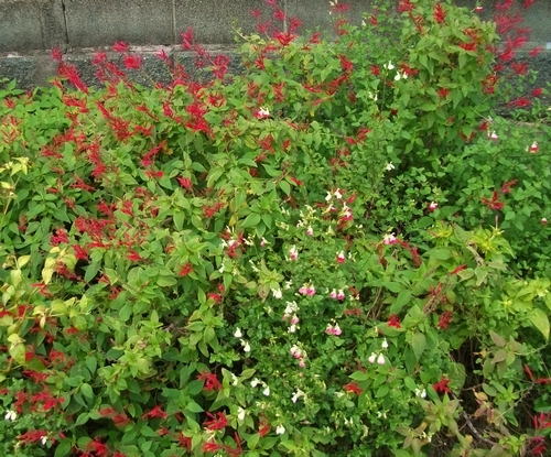 晩秋のハーブの花 ブルーベリーの育て方 栽培 ブルーベリー ノート Blueberrynote