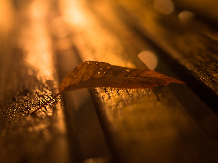 江戸たてもの園*紅葉ライトアップ2*_a0161380_12451941.jpg