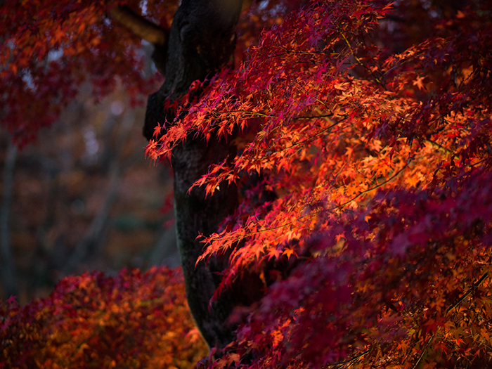 江戸たてもの園*紅葉ライトアップ2*_a0161380_12504373.jpg