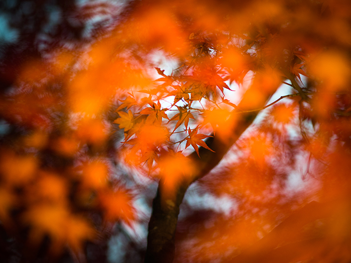 江戸たてもの園*紅葉ライトアップ2*_a0161380_12544212.jpg