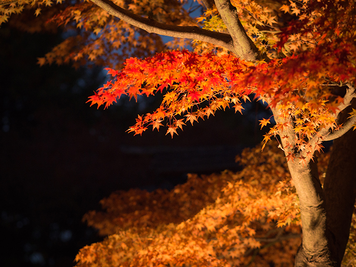 江戸たてもの園*紅葉ライトアップ2*_a0161380_12582438.jpg