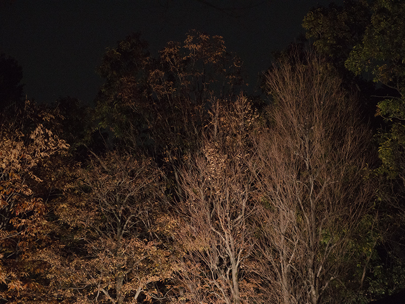 江戸たてもの園*紅葉ライトアップ2*_a0161380_13112663.jpg