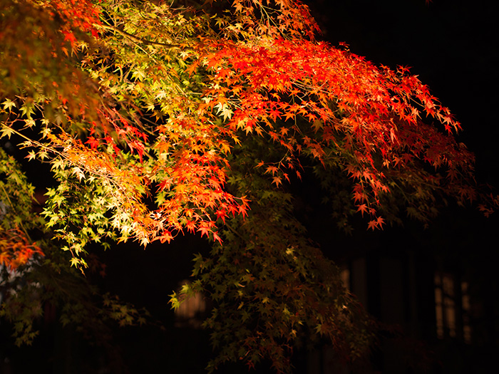 江戸たてもの園*紅葉ライトアップ2*_a0161380_1343062.jpg