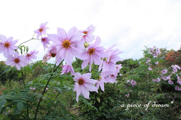 久々ペコと。 秋さがし。_b0160880_12393673.jpg