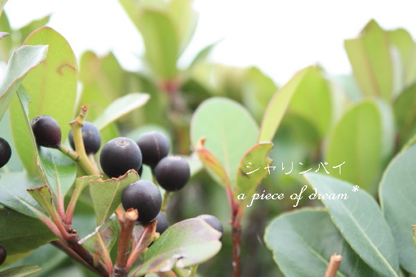 久々ペコと。 秋さがし。_b0160880_12402566.jpg