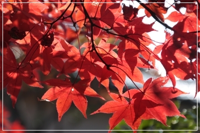 紅葉　　～ 箱根美術館 ～_b0207284_643136.jpg