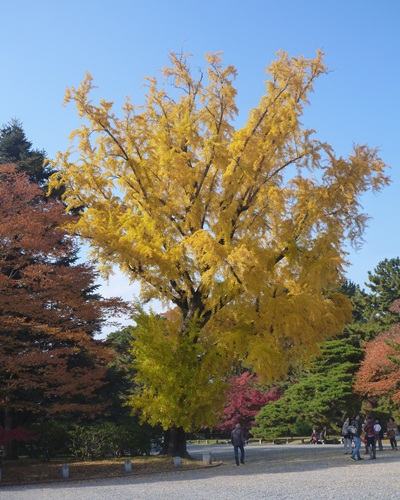 秋の京都＝紅葉_c0191390_22173429.jpg