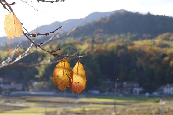 霜月の終わり…裏山散歩_f0222692_1857501.jpg